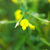 小さくても花は花