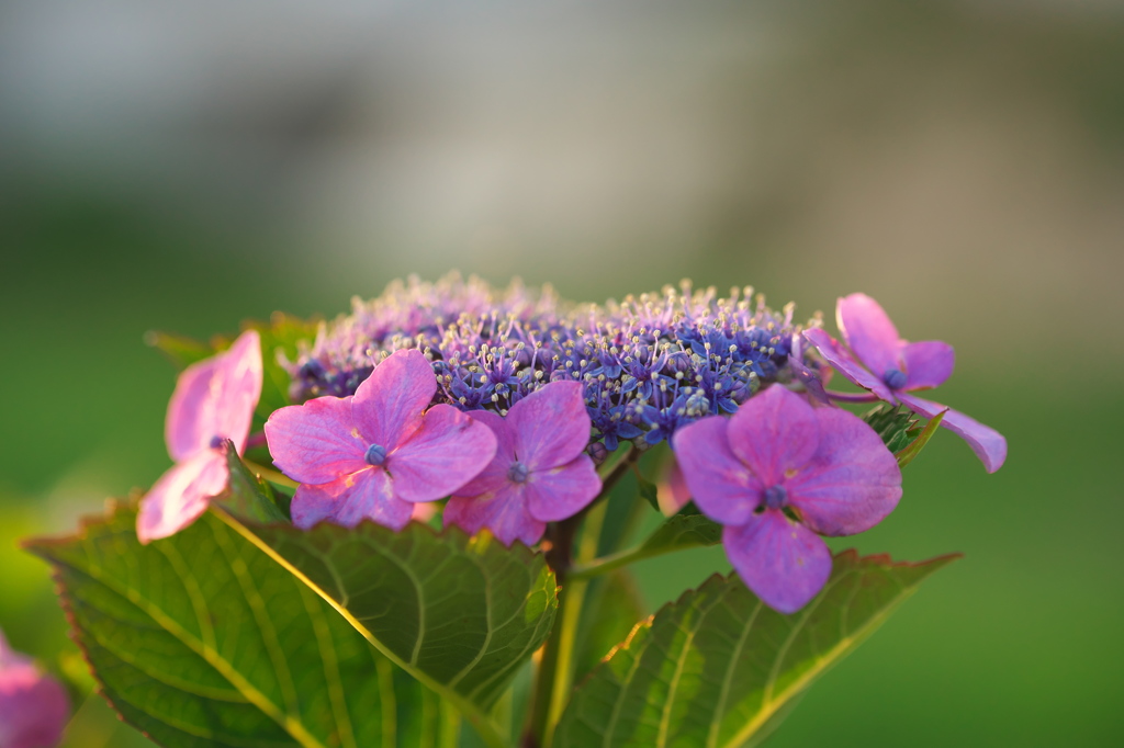 夕映えの紫陽花（１）