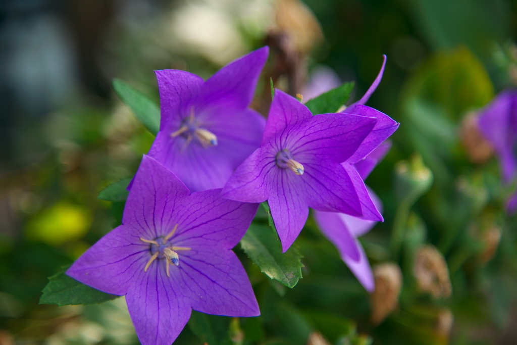 毎日香りに包まれて