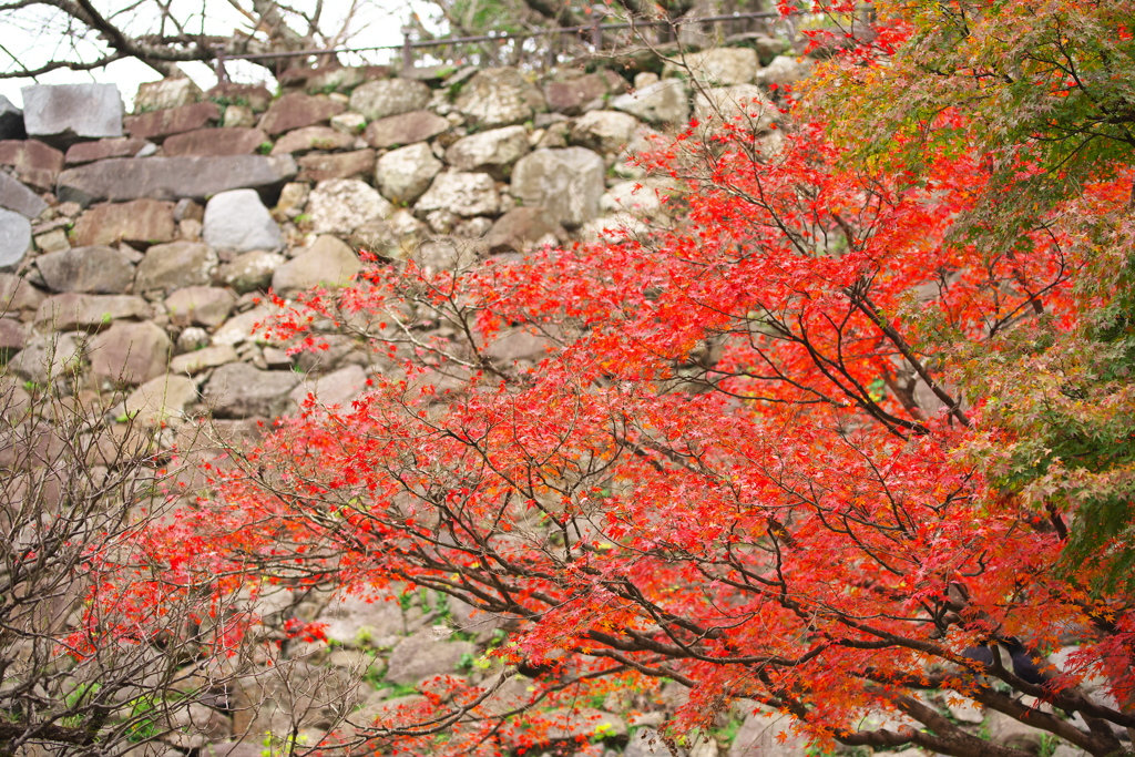 城壁の紅葉