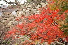 城壁の紅葉