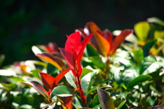 にわかに色づく