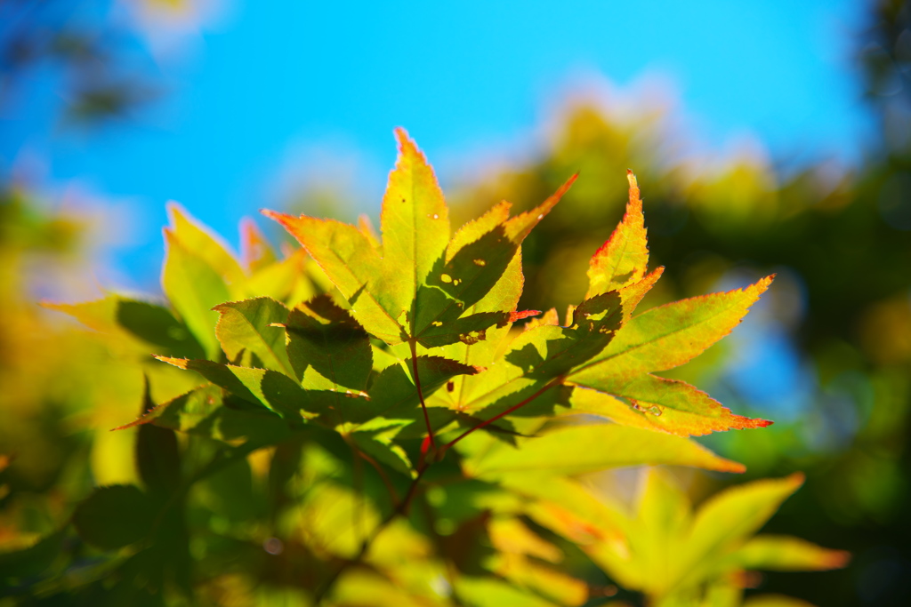 葉先に思いを馳せて