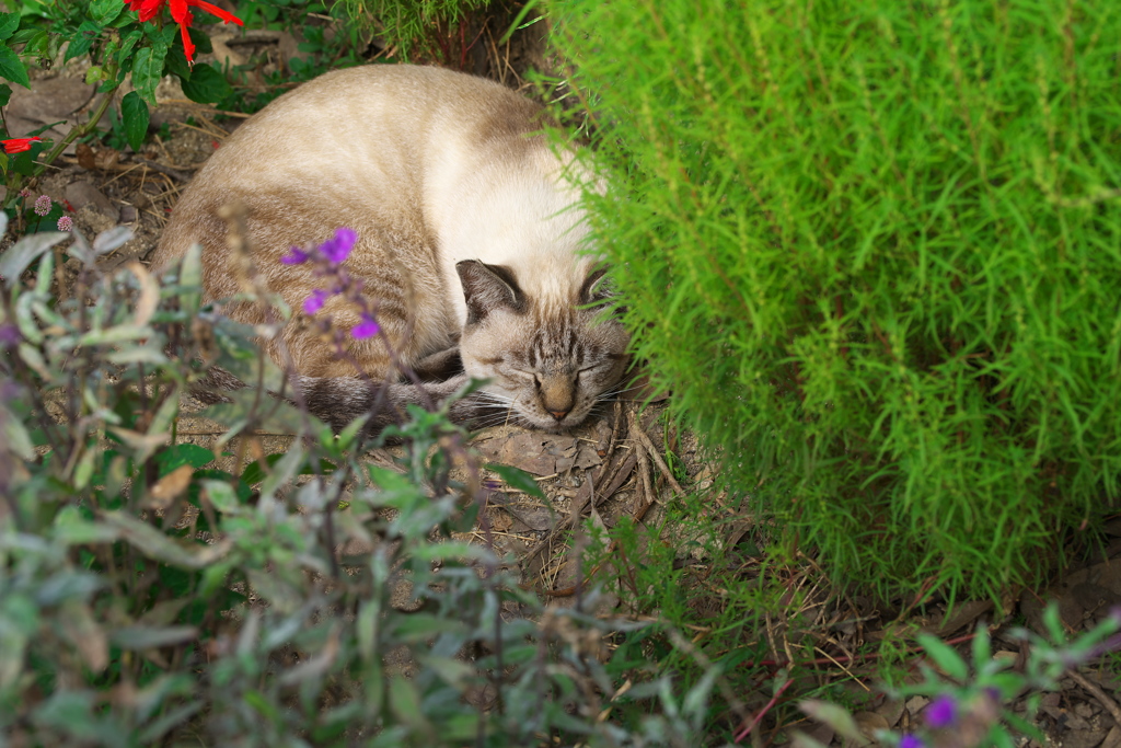 初めてのマクロー５