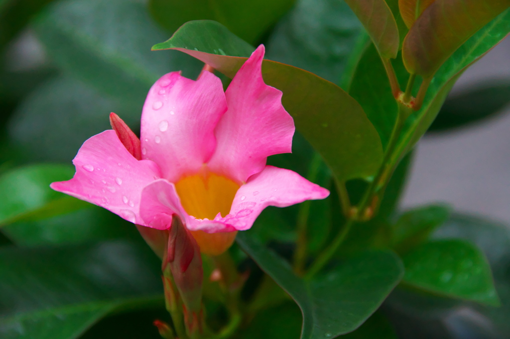 ピンクがよかった