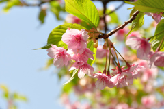 河津桜