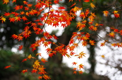 城内の紅葉２