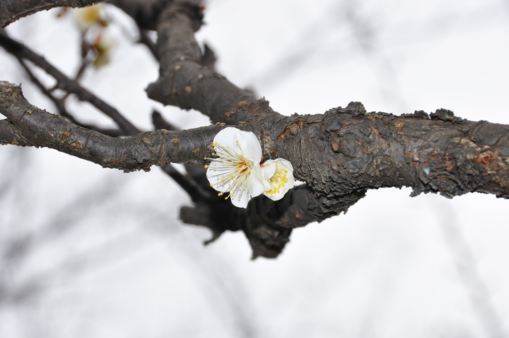 幹の白梅