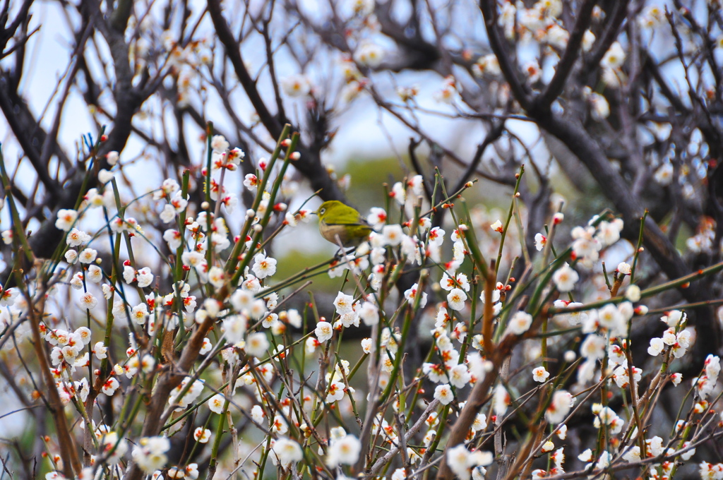 次はどの花にしようかな