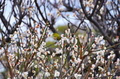 次はどの花にしようかな