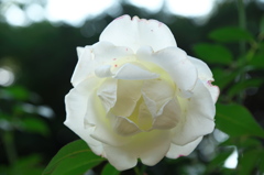 ジョン・F・ケネディ