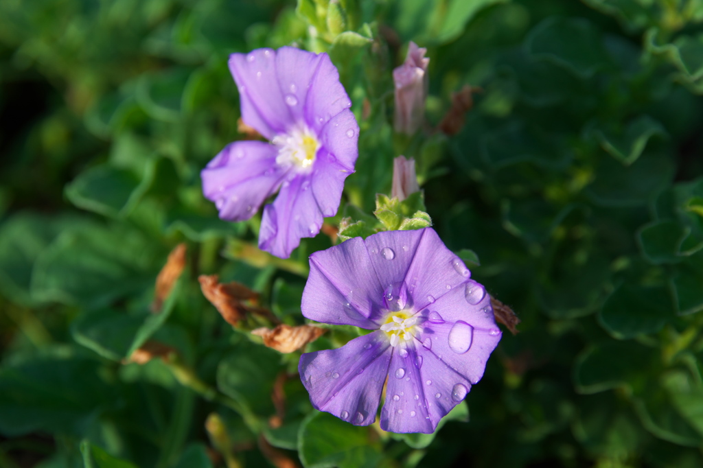 小さくても露をうけて