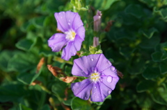 小さくても露をうけて