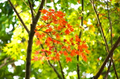 にわかに色づく