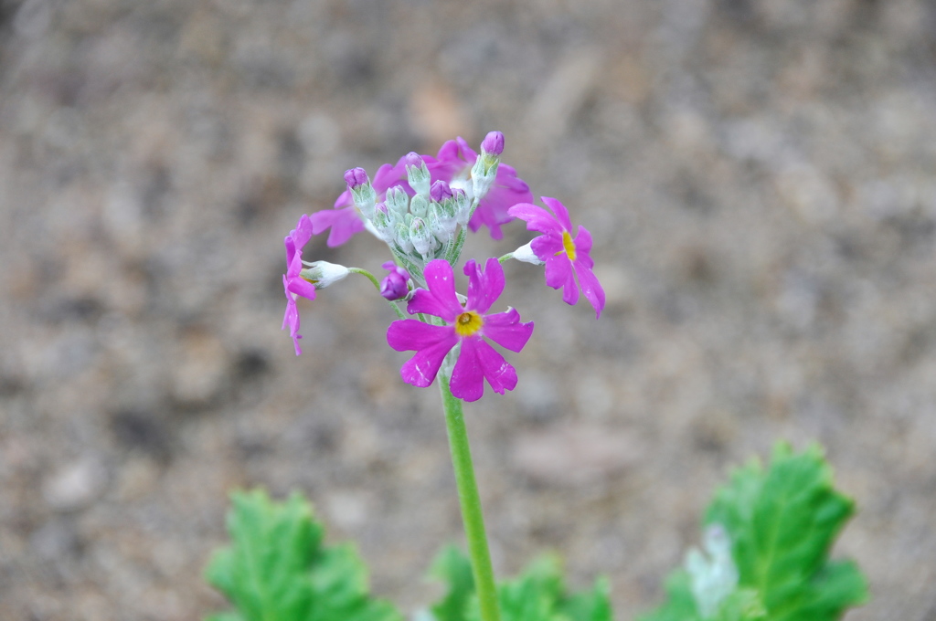 艶やかに春を待つ