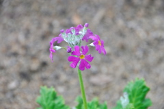 艶やかに春を待つ