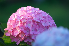 夕映えの紫陽花（２）