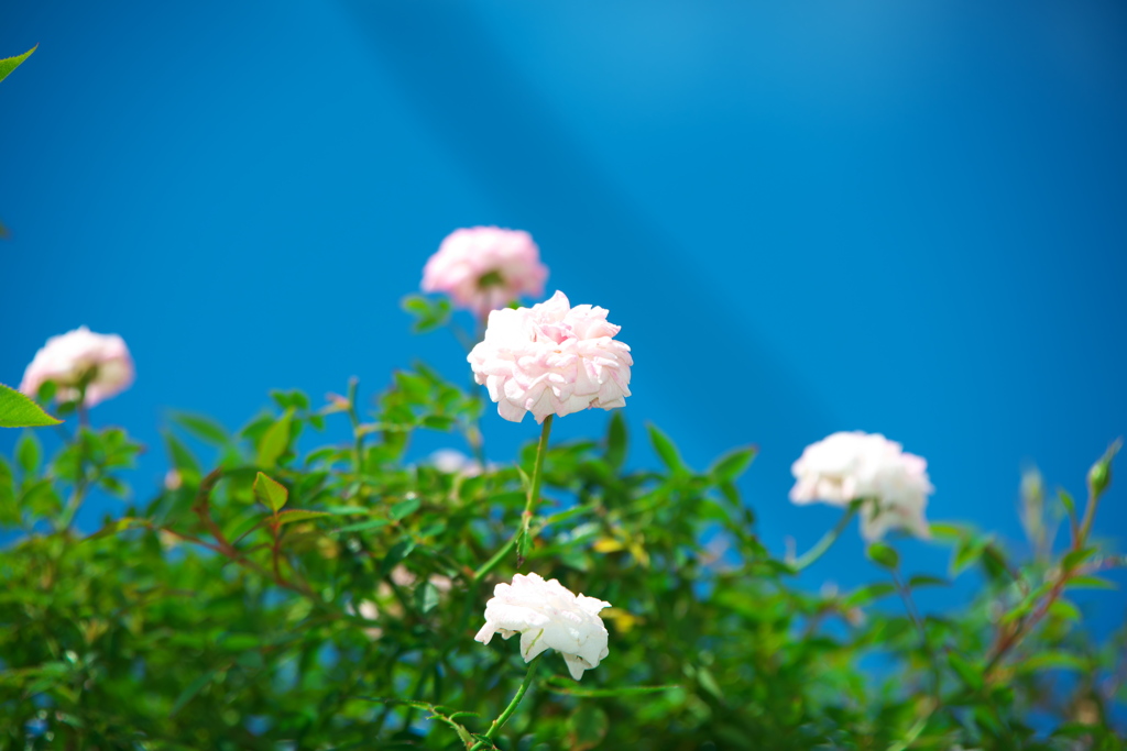 青空に映えます