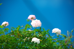 青空に映えます