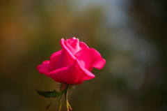 ペーターフランケンシュタイン