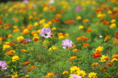 これからが見ごろ