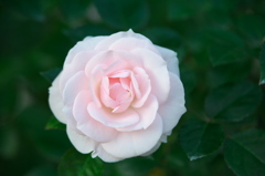 アイスピリンローズ