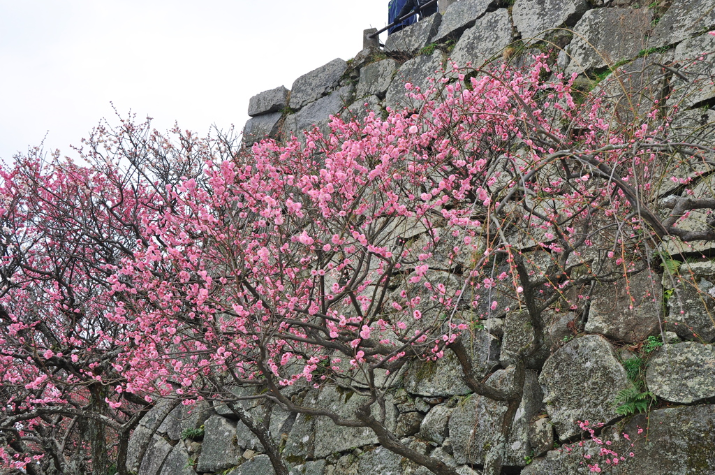 福岡城址と梅
