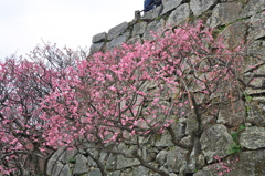 福岡城址と梅