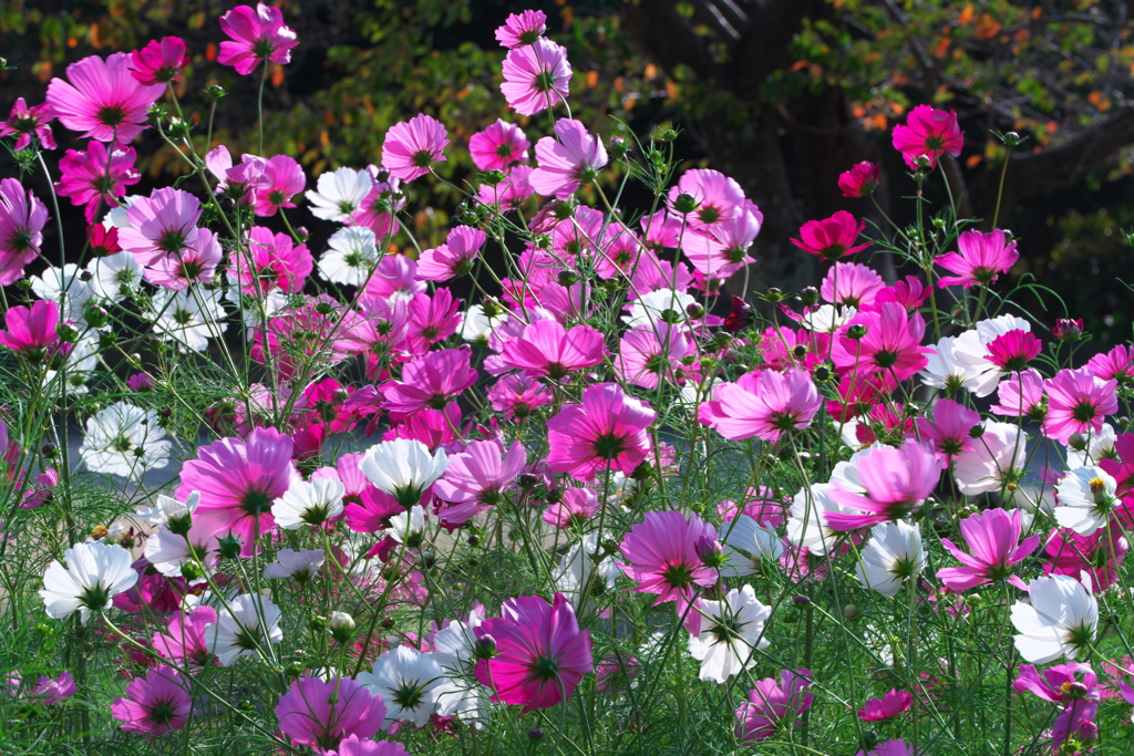 初めてのマクロー４