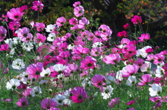 初めてのマクロー４