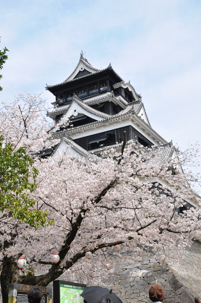 家族で花見
