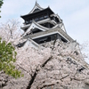 家族で花見
