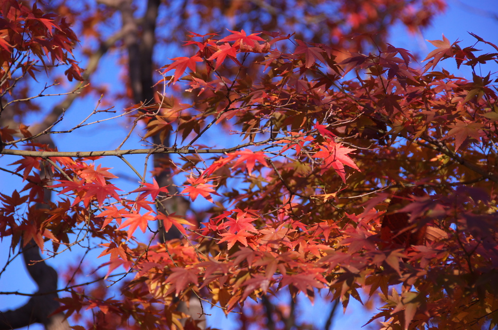 公園の秋