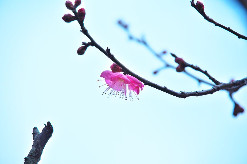 飛び梅