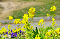 菜の花畑でなく