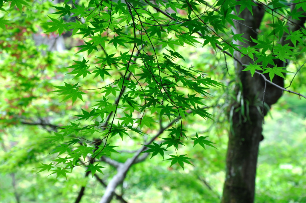 夏が待ち遠しいな