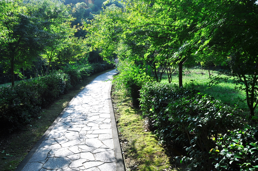 参道を歩くとどことなく洗われた感じ