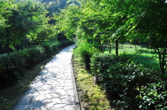 参道を歩くとどことなく洗われた感じ