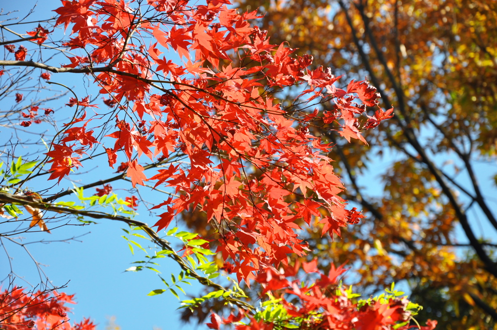 友泉亭の秋その７
