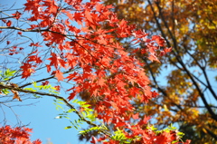 友泉亭の秋その７