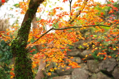城内の紅葉１