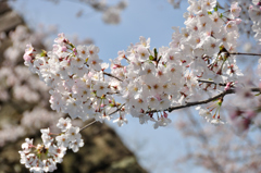 春ですねー６
