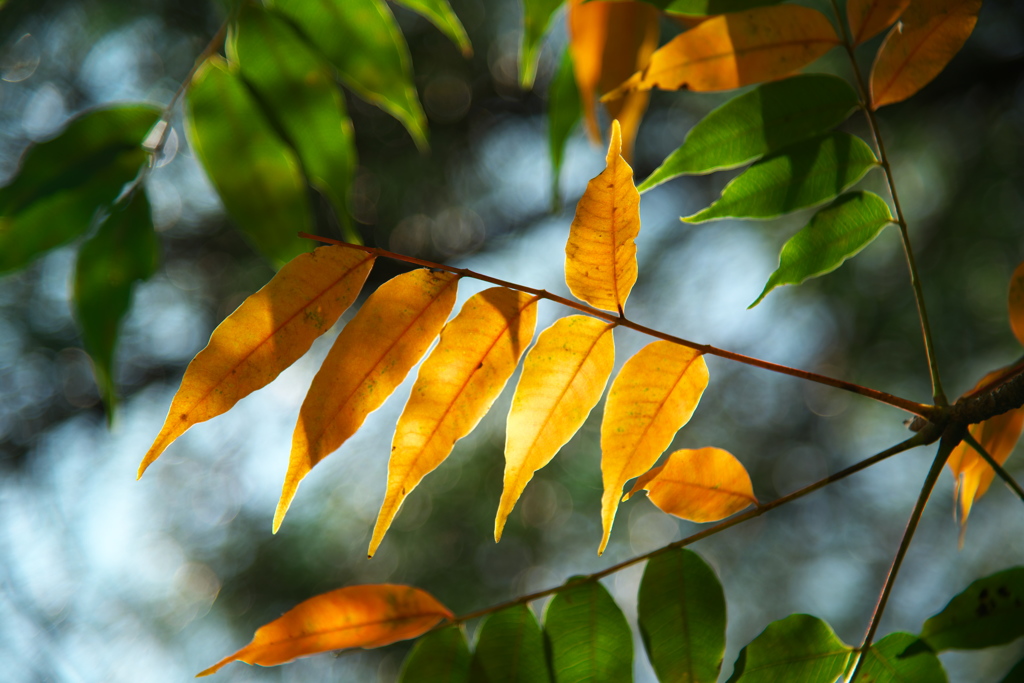 ズームがなくても