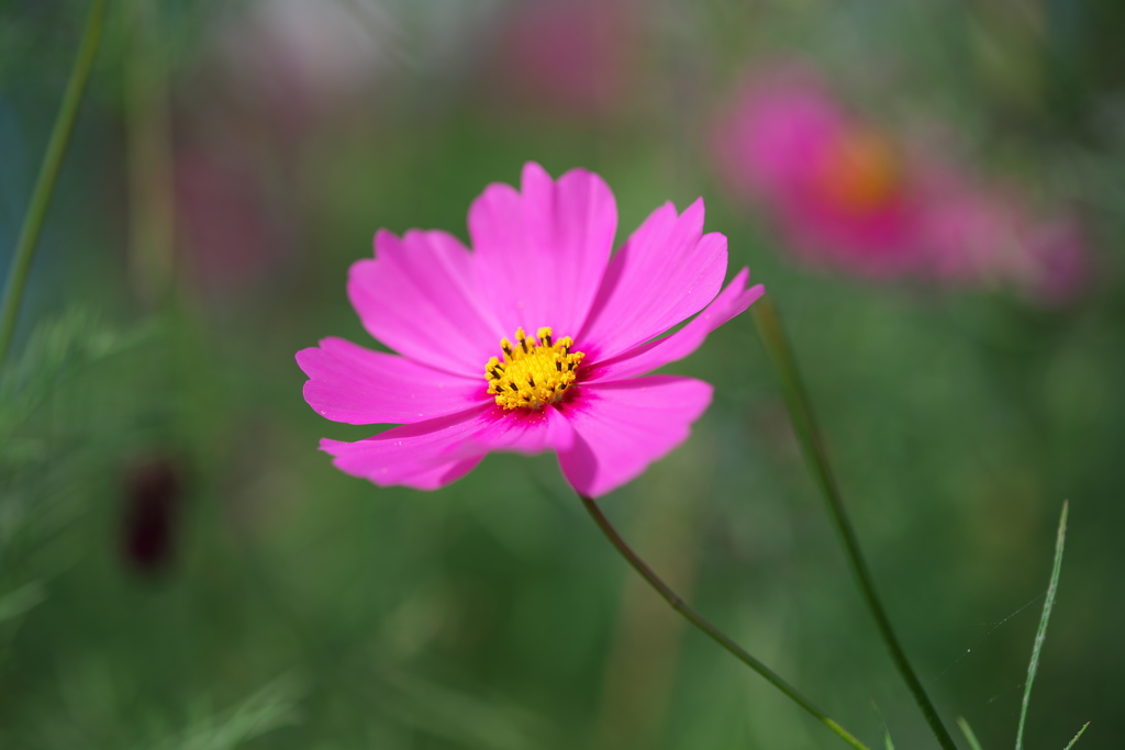 初めてのマクロー３