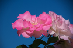 ライラックローズ