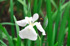 白の花菖蒲