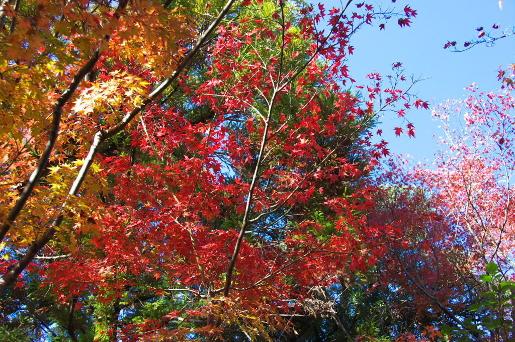 友泉亭の紅葉