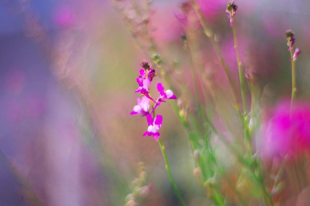教会の前にも素敵な花壇