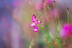 教会の前にも素敵な花壇
