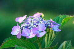 夕映えの紫陽花（３）